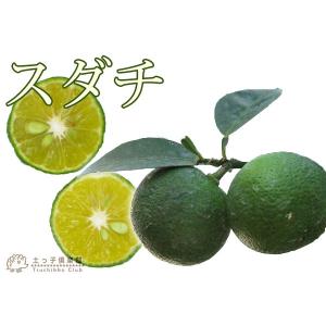 スダチ 接ぎ木 15cmポット苗の詳細画像3