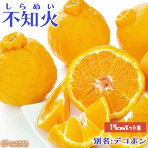 不知火　( デコポン ) 2年生　【果樹用鉢付き】　みかん 柑橘 苗 2年 苗木 みかん・不知火（デコポン）【2年生接ぎ木苗】 : 日本ライン花木