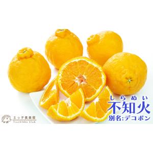 不知火 (しらぬい、シラヌイ) 接ぎ木 15c...の詳細画像5