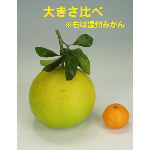 晩白柚 (バンペイユ) 接ぎ木 15cmポット...の詳細画像2