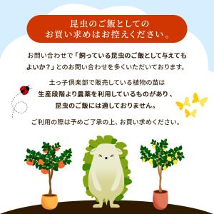 温州ミカン 『宮川早生 』 接ぎ木15cmポット苗の詳細画像4