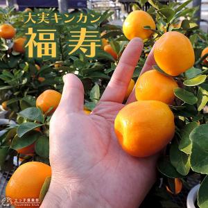 実付き ） 大実キンカン 福寿金柑 接ぎ木苗 6号鉢植え 実付き2個なり