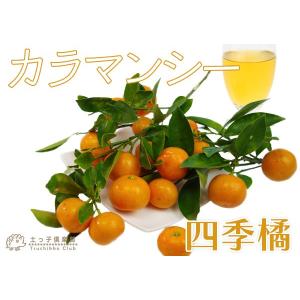 四季橘 『カラマンシー』 2年生 接ぎ木 15...の詳細画像5