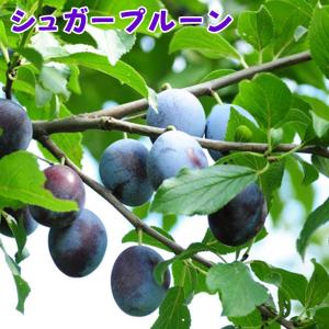 プラム 『 バイオチェリー 』 （ サクランボ×スモモ交配種 ） 13.5cm