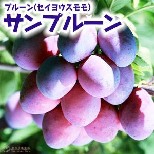 プルーン（ セイヨウスモモ ） 『 サンプルーン 』 15cmポット 接木苗｜produce87