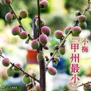 小梅 『 甲州最小 』コウシュウサイショウ 15cmポット 接木苗 梅 ウメ 庭木 花木 白 白梅 苗 苗木 早春 2月 シンボルツリー 梅干し 鉢植え 土っ子倶楽部　