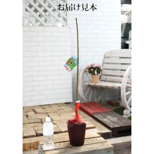 小梅 『 甲州最小 』コウシュウサイショウ 1...の詳細画像1