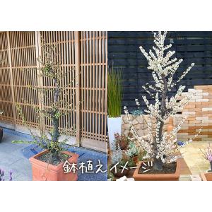 小梅 『 甲州最小 』コウシュウサイショウ 1...の詳細画像2