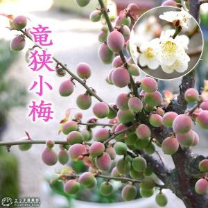 □優良2年生大苗□ みかん 苗木 【種なし小みかん 無核紀州 （むかくき