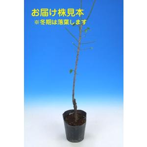 小梅 『 竜峡小梅 』 リュウキョウコウメ 1...の詳細画像1