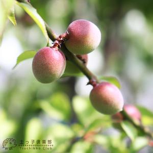 小梅 『 竜峡小梅 』 リュウキョウコウメ 1...の詳細画像2