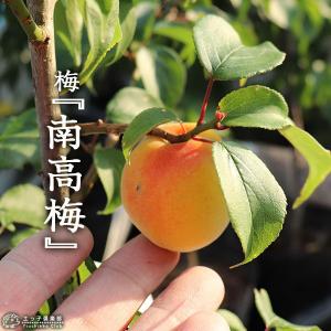 南高梅の木 約2m 規格販売品 特大株 大苗 植木 苗木 大実梅 花も