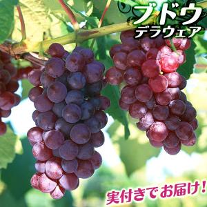( 実付き ） ブドウ 『 デラウェア 』 5号鉢植え