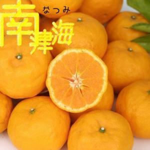 話題の新品種みかん『南津海(なつみ)』 接ぎ木13.5cmポ...