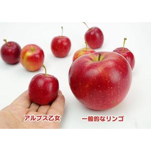 りんご 『 アルプス乙女 』 ( ミニリンゴ ...の詳細画像2