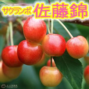 サクランボ 『 佐藤錦 （さとうにしき） 』 15cmポット苗