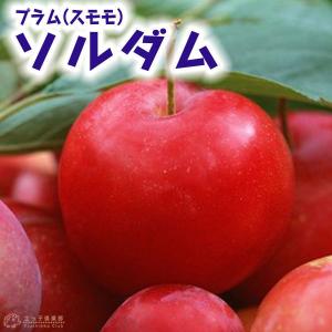 スモモ 苗木 バイオチェリー（スモモ）：果樹苗 : 日本花卉ガーデン