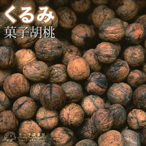 果樹の苗 クルミ 信濃クルミ（しなのくるみ）実生苗4.5号ポット : 園芸