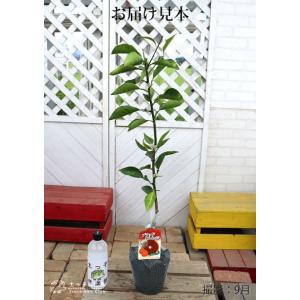 珍種ブラッドオレンジ 『 タロッコ 』 接ぎ木...の詳細画像1