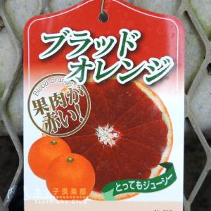 珍種ブラッドオレンジ 『 タロッコ 』 接ぎ木...の詳細画像2