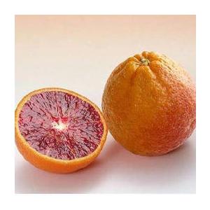 珍種ブラッドオレンジ 『 タロッコ 』 接ぎ木...の詳細画像3