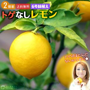 実付き ） レモンの木 『 トゲなしレモン 』 接ぎ木 6号鉢植え