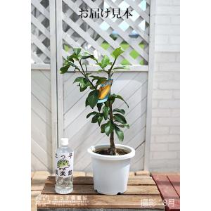 トゲなしレモン 6号鉢植え 接ぎ木苗 レモン ...の詳細画像1