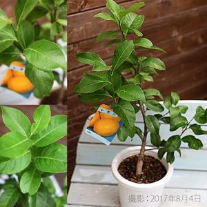 トゲなしレモン 6号鉢植え 接ぎ木苗 レモン ...の詳細画像2