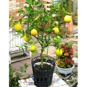 トゲなしレモン 6号鉢植え 接ぎ木苗 レモン ...の詳細画像3