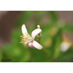 トゲなしレモン 6号鉢植え 接ぎ木苗 レモン ...の詳細画像5