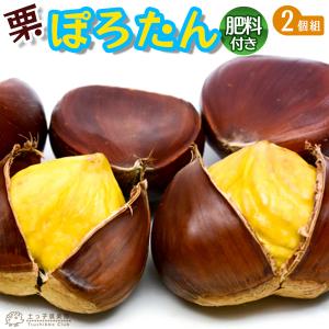 果樹苗 イチジク 苗木 キング (夏果専用) 2〜3年物 7号(直径21cm