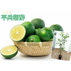 《実付き》 平兵衛酢 ( ヘベス ) 接ぎ木 ...の詳細画像3