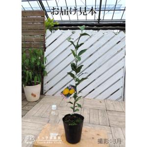 一才ユズ 『 花柚子 ( 花ゆず ) 』 2年...の詳細画像2