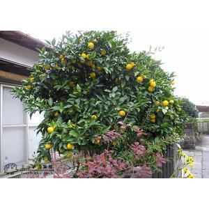 一才ユズ 『 花柚子 ( 花ゆず ) 』 2年...の詳細画像5