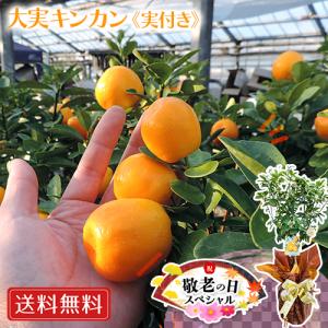 【 敬老の日 】《実付き!!》大実金柑（きんかん）接ぎ木苗 6号鉢植え 【 Yahooショッピング 限定 肥料付 】 敬老の日 ギフト 贈り物 送料無料