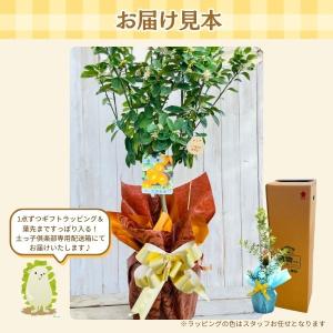 【 敬老の日 】《実付き!!》大実金柑(きんか...の詳細画像1
