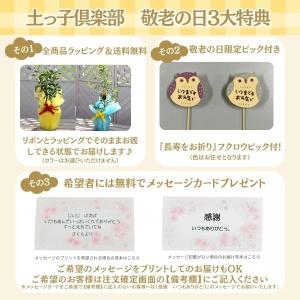 【 敬老の日 】《実付き!!》大実金柑(きんか...の詳細画像2