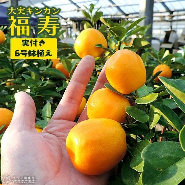 （ 実付き ） 大実キンカン （ 福寿金柑 ） 接ぎ木苗 6号鉢植え （ 実付き2個なり ）