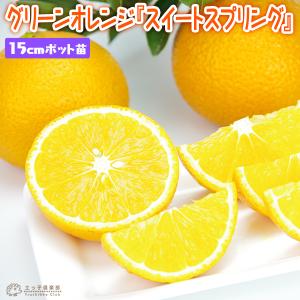 スイートスプリング】 柑橘大苗 4年生接木苗 雑柑 ※納期指定:発送予定