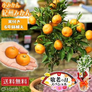 【 敬老の日 】《実付き!!》小みかん（紀州みかん）接ぎ木苗 6号鉢植え 【 Yahooショッピング 限定 肥料付 】 敬老の日 ギフト贈り物 送料無料