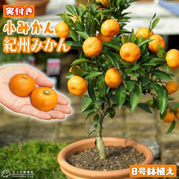 （ 実付き ） 小みかん 『 紀州みかん 』（ 送料無料 ） 接ぎ木大苗 8号鉢植え
