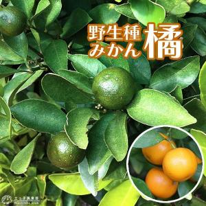 柑橘 『 橘 （ たちばな ） タチバナ 』 21cmポット接ぎ木苗 珍種