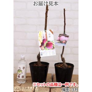 『 ジャンボプラム(スモモ) 貴陽 』 接ぎ木...の詳細画像2