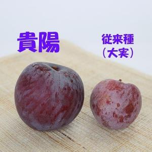 『 ジャンボプラム(スモモ) 貴陽 』 接ぎ木...の詳細画像3
