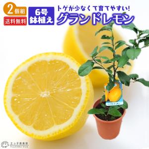 フィンガーライム 2年生 接ぎ木 6号鉢植え【 送料無料 】【 選べる品種