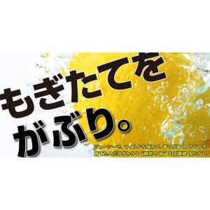 ( 実付き ) レモンの木 『 グランドレモン...の詳細画像3