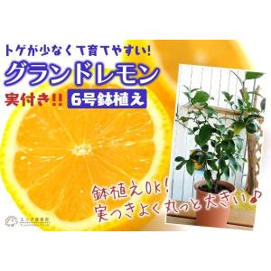 ( 実付き ) レモンの木 『 グランドレモン...の詳細画像4