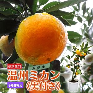 （ 実付き ） 早生温州ミカン 接ぎ木苗 6号鉢植え