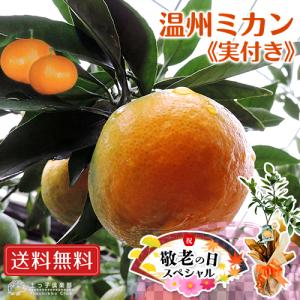 ラズベリー 苗 【イエローラズベリー ジョイゴールド （二季成り