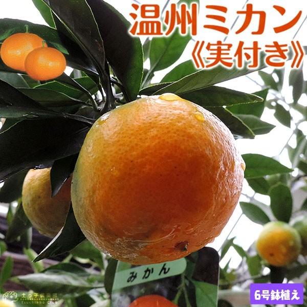 （ 実付き ） 早生温州ミカン  接ぎ木苗 6号鉢植え